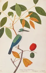 Collared Kingfisher, from Drawings of Birds from Malacca, c.1805-18